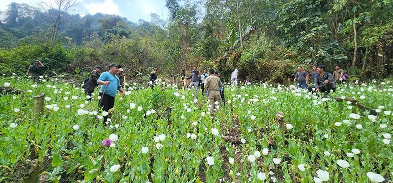 11,500 sqms of illegal poppy cultivation destroyed in Tirap